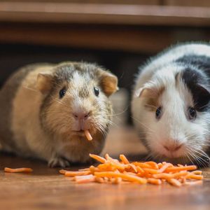 Move Over Shiba Inu: Crypto Community Flirts With Hamster Race Betting