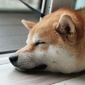 Why You Should Care About Litecoin: It's the Backbone of Dogecoin