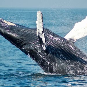 Crypto Whale Takes $150M Bullish Bet on Ether, Trading Data Tracker Shows