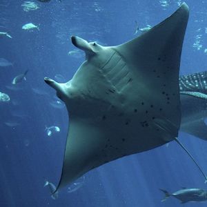 Manta's Layer-2 Blockchain Already Plans to Ditch OP Stack for Polygon