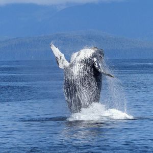 Bitcoin Whales Take Charge as Number of $100K Transactions Surge