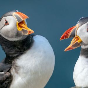 Bitget Embroiled in Bitter $10M Dispute With Floki Over TokenFi Memecoin Listing