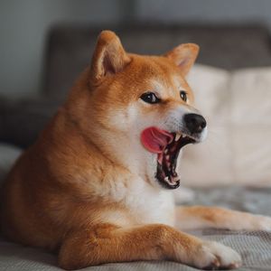 Crypto Traders Are Earning 165% Yields By Staking a Token Named After Elon Musk’s Pet