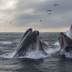 Crypto Whales Hunt for Bargains As Bitcoin Prices Slide, Data Shows