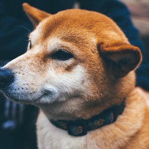 Shiba Inu Adopts Tech to Bring More Privacy For SHIB Token Holders