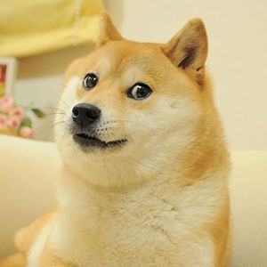 Kabosu, Dog Who Inspired Dogecoin And Shiba Inu, Is No More