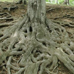 Bitcoin Layer 2 Rootstock Verifies Zero-Knowledge SNARK
