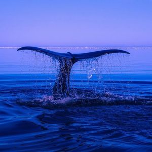 Ether ICO Whale Moves 5K ETH to Exchanges, Bringing Monthly Total to $154M