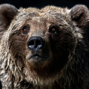 More Pain Likely, Market Expert Says After Bitcoin's Biggest Loss Since August