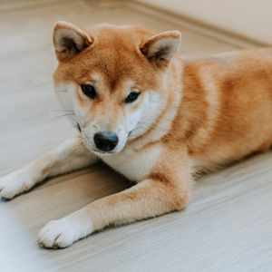 Dogecoin Futures Set New Record as Analysts Target $1 DOGE in 2025