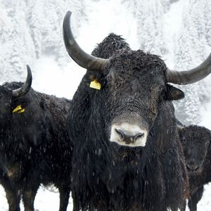 CME Bitcoin Options at Most Bullish Since U.S. Election, ETF Inflows Surge