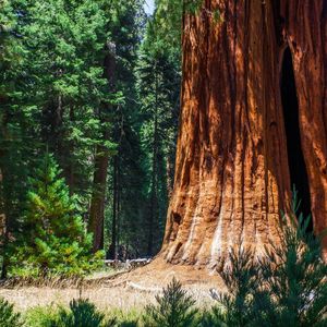 FTX Exposure Limited, Says Venture Capital Giant Sequoia