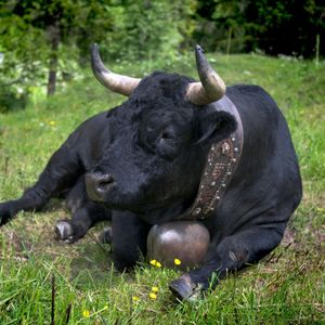 Crypto Daybook Americas: Bitcoin Traders Look to CPI as BONK Cheers Memecoin Issuance