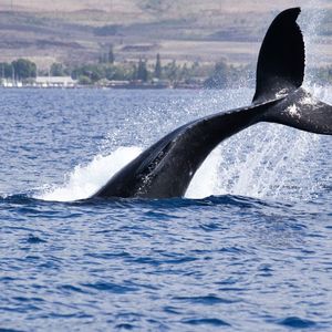 Bitcoin Whales Seem to Be Calling a Top as BTC Price Consolidates