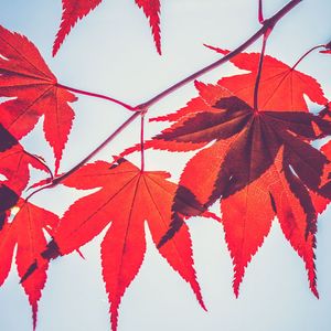 Crypto Lender Maple Finance Expands to Solana With Chainlink