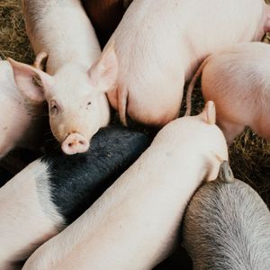 OFAC Sanctions Philippines-Based Tech Company For Facilitating Pig Butchering Schemes