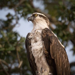 Osprey Publishes Public Address for Its Trust's Bitcoin Holdings