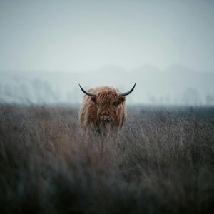 Bitcoin Steady Above $104K as Traders Eye Historically Bullish Second Half