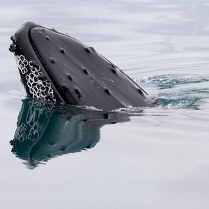 For Altcoin Whales Trading May be Easier on Bitget Than Binance, CoinGecko Research Finds