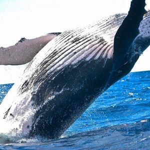 Ether Bullish Divergence? ETH's 10% Weekly Price Loss Clashes With $300M Whale Buy