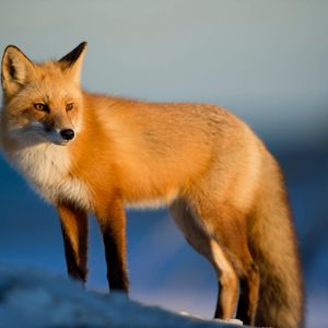 Ethereum Wallet MetaMask Will Likely Unveil Its Own Stablecoin this Week
