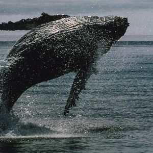 Ether Whale Books $45M Loss as ETH Falls Below $4K