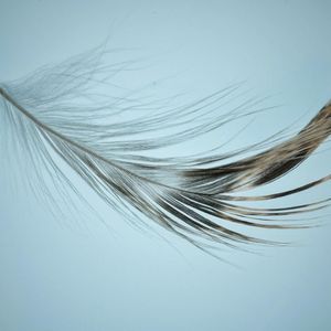 PLUME Rises 25% as Network Registered by SEC as Transfer Agent for Tokenized Securities