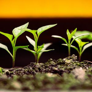 Crypto for Advisors: Crypto Yield Products