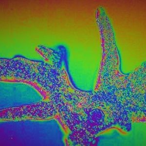 Ethereum bumps blob capacity as it gears for Fusaka upgrade