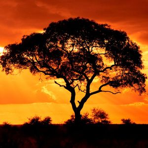 WisdomTree expands tokenized fund access to Solana in multichain push