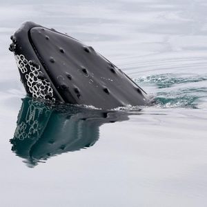 A bitcoin whale that went silent in 2013 moves $40 million in BTC