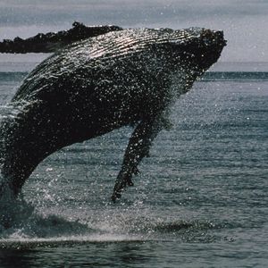 Bitcoin whales bought $16.7 billion of bitcoin in 2 weeks even as ETFs bled a record $4 billion