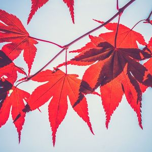 Maple Finance Plots Comeback With New $100M Liquidity Pool for Tax Receivables With 10% Yield