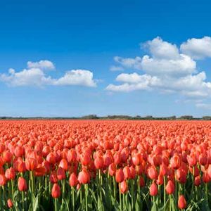 Bitcoin's Rally: The Tulips Have Done It Again