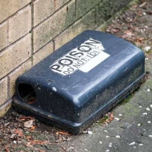 Crypto is 'rat poison' - Kolanovic
