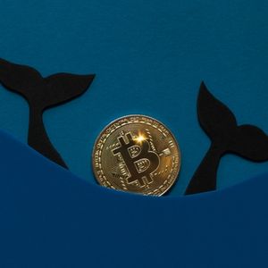 Bitcoin Whales Are Thrashing Around. What's Going On?