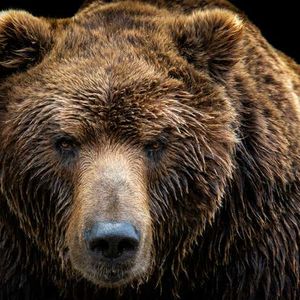 Coinbase: Bears Out In Full Force