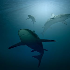 "Shark Tank" Meets Crypto: CoinMarketCap Launches "Killer Whale" TV Show