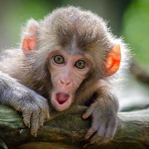 Eco-Friendly Crypto Chimpzee Announces Airdrop After Raising $1 Million in Presale – 30 Hours Left Until Price Rise