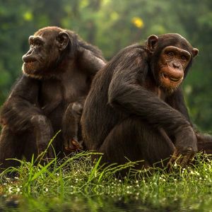 Green Crypto Chimpzee Helps to Fight Climate Change using Blockchain Technology – Next Big Thing?