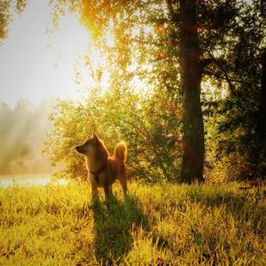 Update: Shiba Inu’s Shibarium Almost Ready to Reopen After Failed Initial Launch