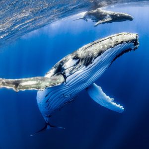 Spot Bitcoin ETFs Would Reduce Power of Whales and Increase Stability: Nansen Analyst
