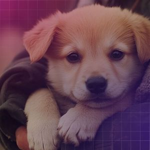 DOGS Memecoin Teams Up with NGO to Rescue Homeless Strays