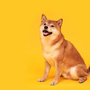 Shiba Inu Community Lead Hints At Shiba Inu’s Plans For 2024
