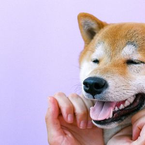 Shiba Inu Eyes 260% Rally as Analysts Spot Bullish Signals