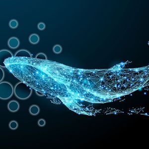 Cardano Whales Accumulate 560 Million ADA Just in Two Weeks: Details