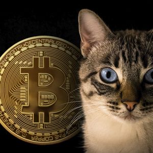 $1 Million Bitcoin Bet Winner to Fund Cat House