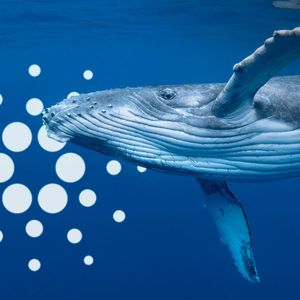 Cardano Saw 100 Billion ADA Spike Of Whale Transactions: Reasons