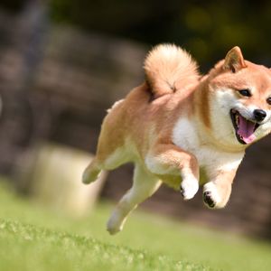Shiba Inu (SHIB) Outperforms Cardano (ADA), XRP and Other Altcoins