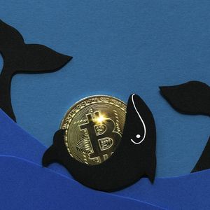 These Small BTC Whales Continue to Buy Bitcoin Aggressively: Report